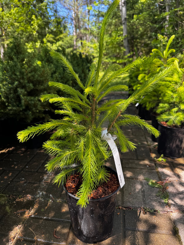 Norway Spruce (Picea Abies)