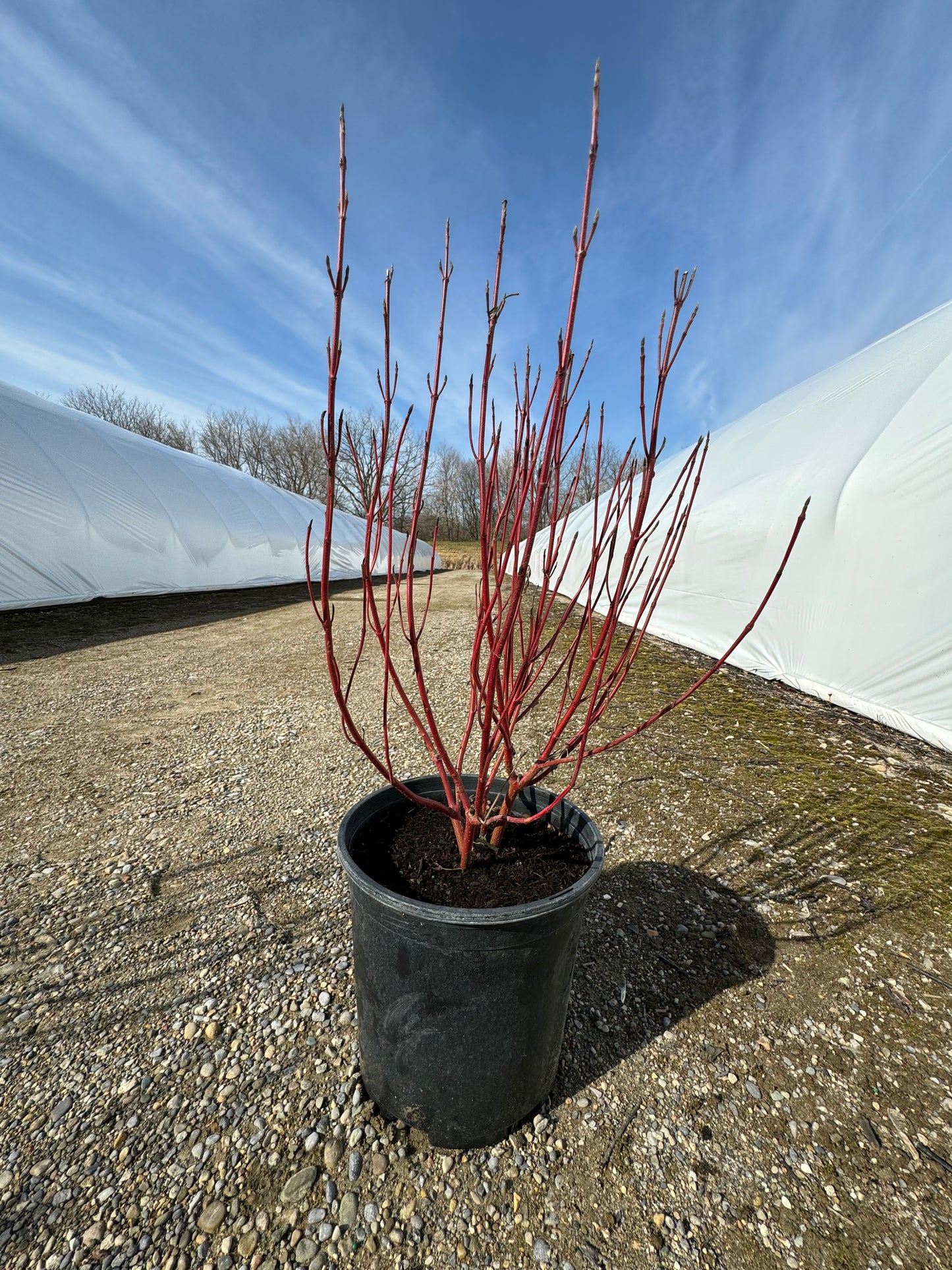 Dogwood 'Silverleaf' - 2 Gallon