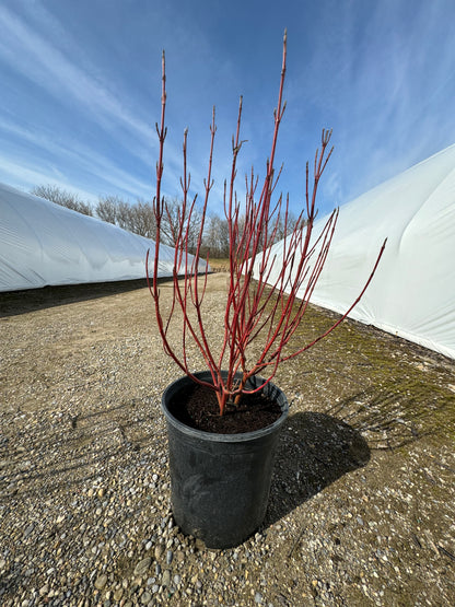 Dogwood 'Silverleaf' - 2 Gallon