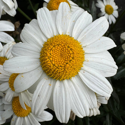 Shasta Daisy 'Snow cap' - 2 Gallon