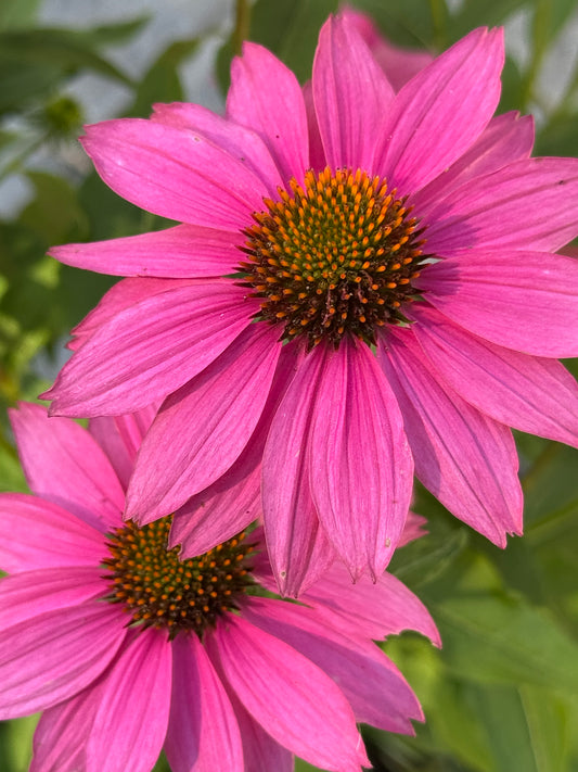 Purple Coneflower (Echinacea) - 2 Gallon