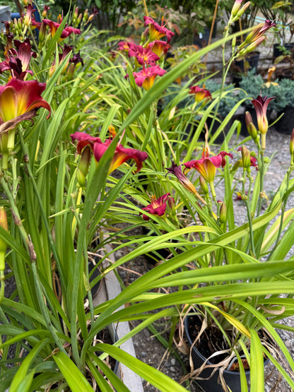 Daylily 'Rajah' (hemerocallis)