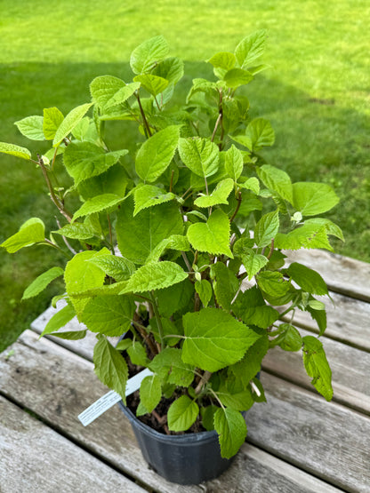 Hydrangea 'Annabelle' - 2 Gallon