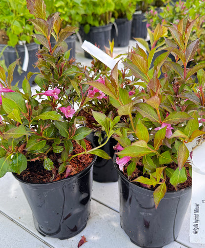 Weigela 'Minuet'