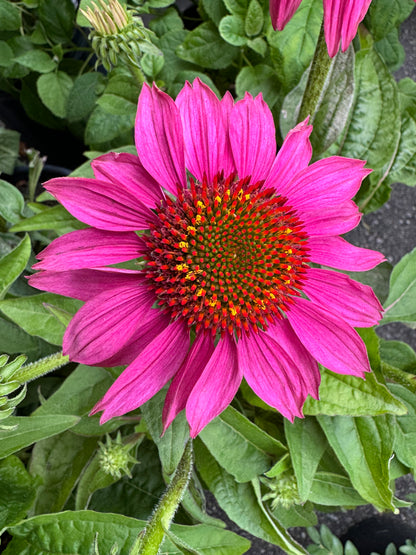 Purple Coneflower  'PowWow Wild Berry' (Echinacea) - 2 Gallon