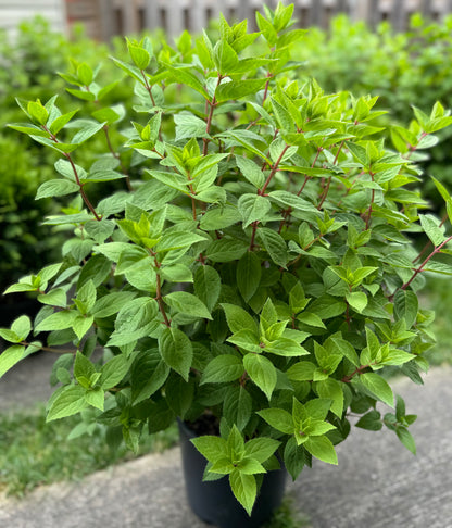 Hydrangea paniculata 'Pee Gee' - 2Gallon