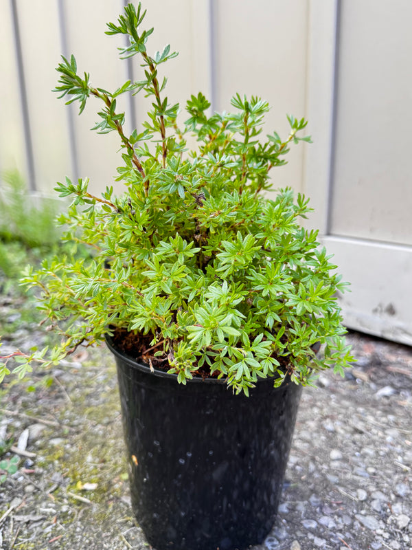 Potentilla 'Little Pot of Gold'