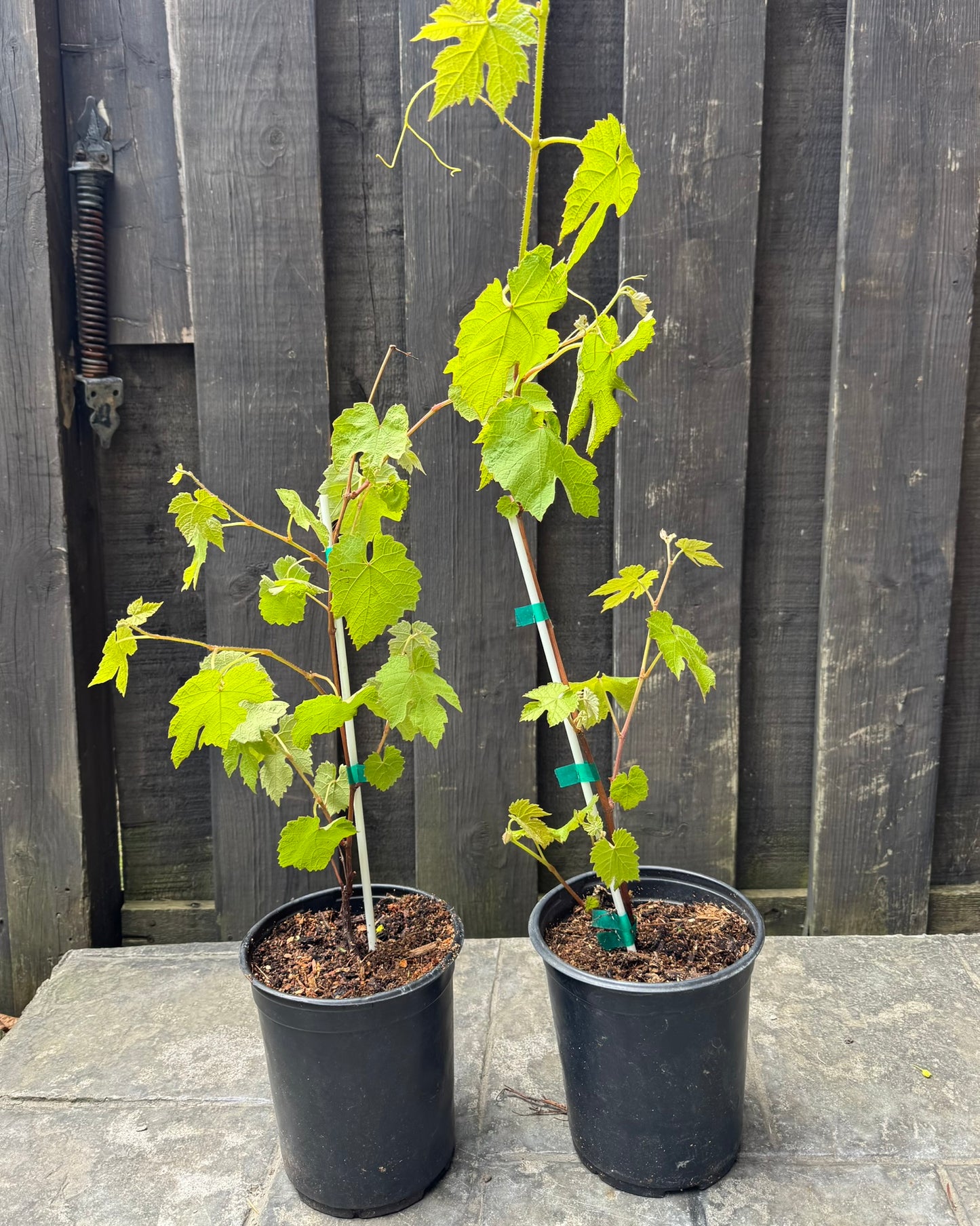 Himrod Grape 1 Gallon