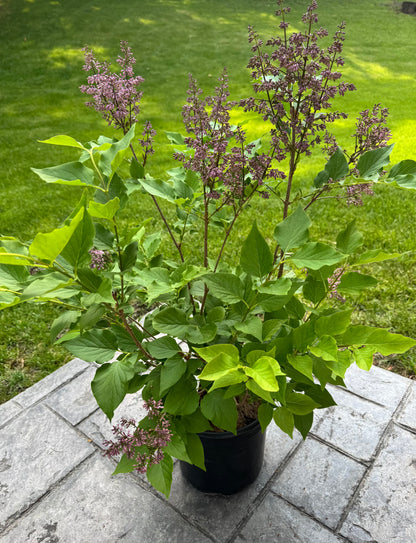 Lilac - 2 Gallon