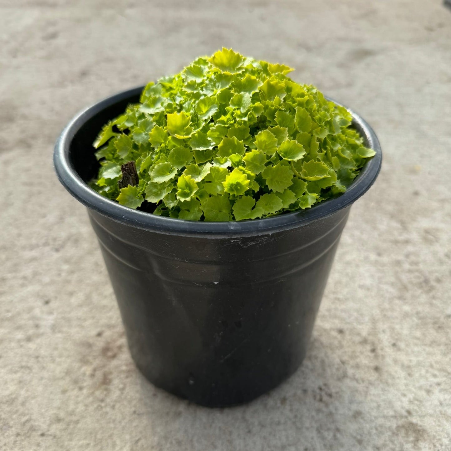 Campanula 'Dickson's Gold' (Bellflower ) - 1 Gallon