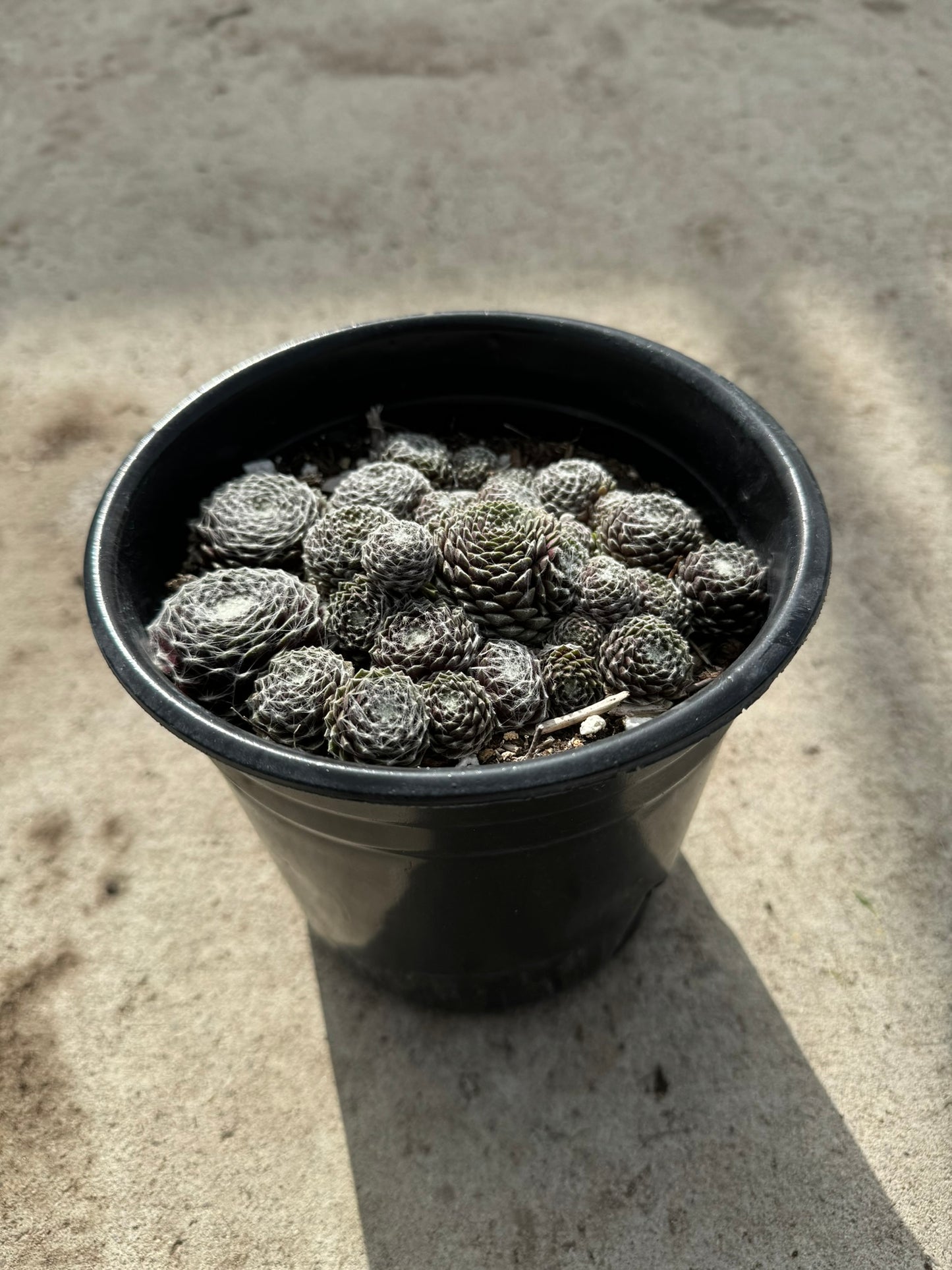 Hens and Chicks 'Cobweb' (Sempervivium Arachniodeum) -  1 Gallon