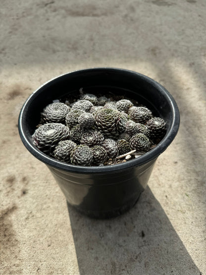 Hens and Chicks 'Cobweb' (Sempervivium Arachniodeum) -  1 Gallon