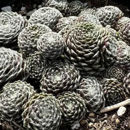 Hens and Chicks 'Cobweb' (Sempervivium Arachniodeum) -  1 Gallon