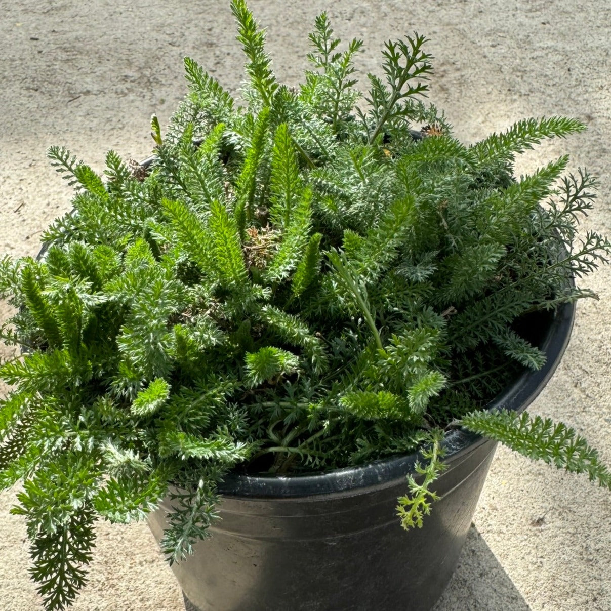 Yarrow 'Cerise Queen' (Achillea millefolium) - 1 Gallon