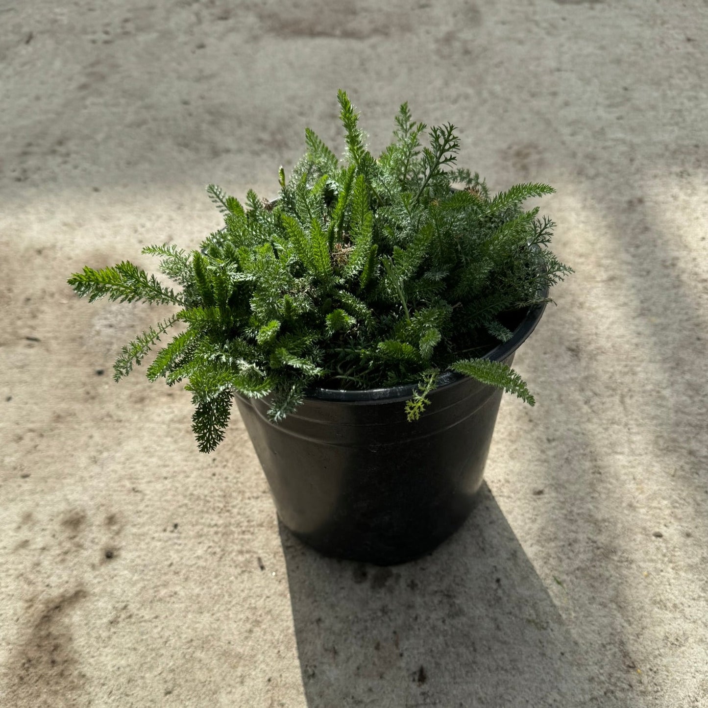 Yarrow 'Cerise Queen' (Achillea millefolium) - 1 Gallon