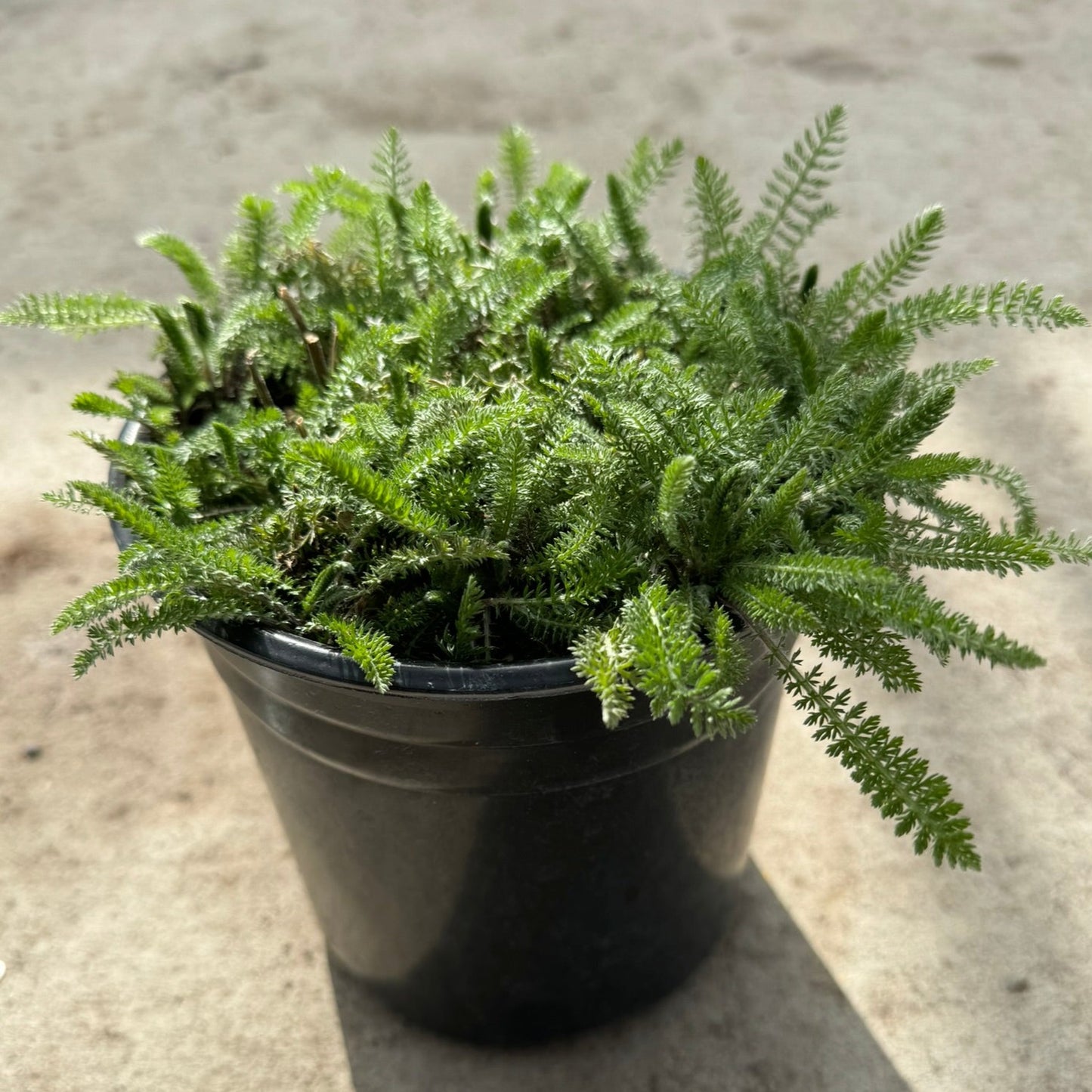 Yarrow 'Paprika' (Achillea millefolium) - 1 Gallon