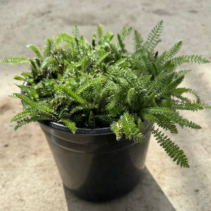 Yarrow 'Paprika' (Achillea millefolium) - 1 Gallon