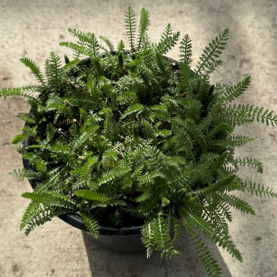 Yarrow 'Paprika' (Achillea millefolium) - 1 Gallon