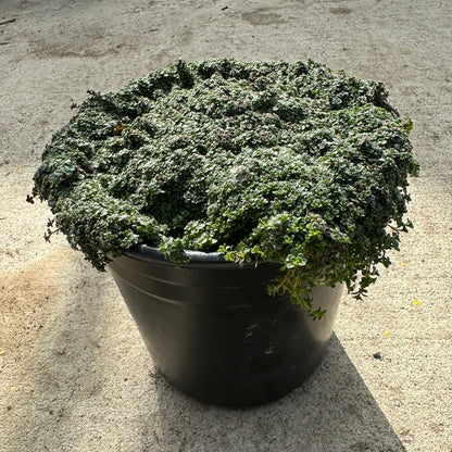 Thyme 'Coccineus' (Thymus Praecox) 1 Gallon