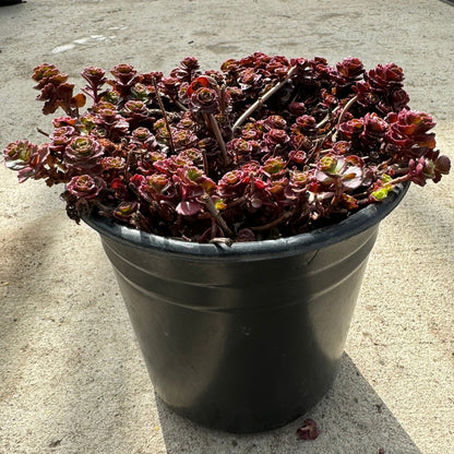 Stonecrop 'Dragon's Blood' (Sedum Spurium) -1 Gallon