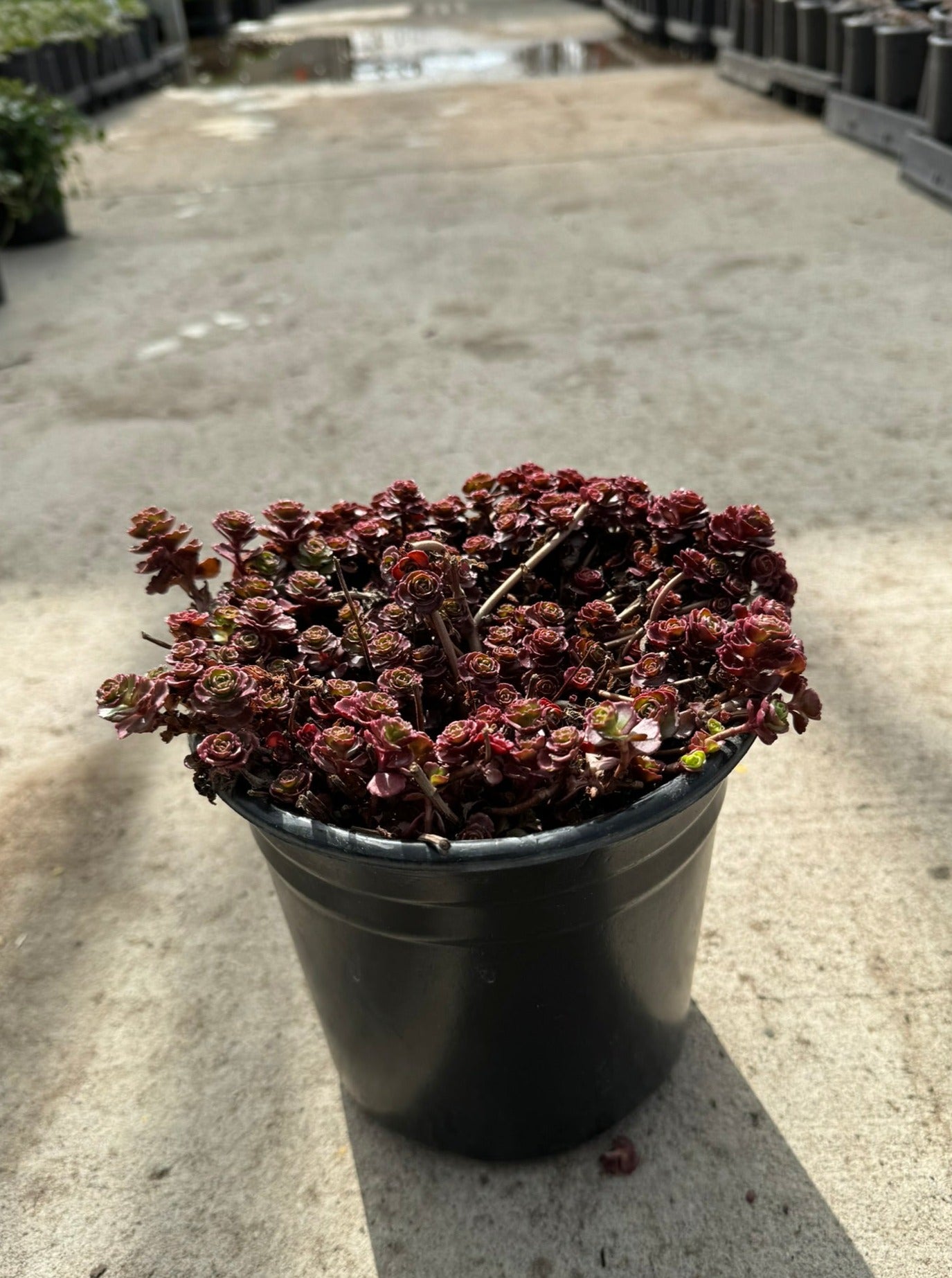 Stonecrop 'Dragon's Blood' (Sedum Spurium) -1 Gallon