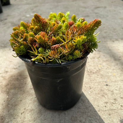 Stonecrop ‘Angelina’ (Sedum Rupestre) - 1 Gallon