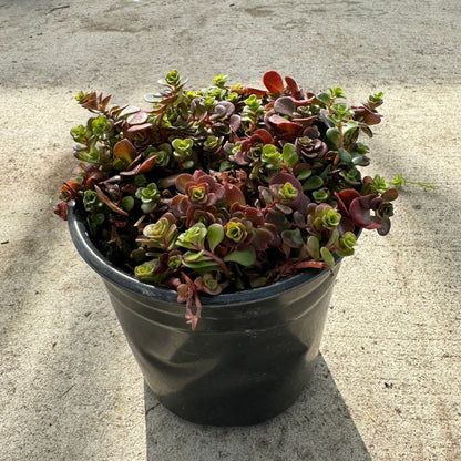 Stonecrop `Coral Reef` (Sedum Tetractinum) - 1 Gallon