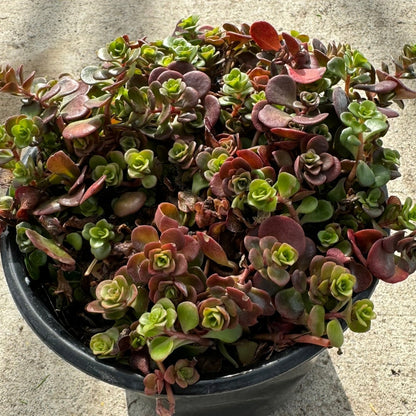 Stonecrop `Coral Reef` (Sedum Tetractinum) - 1 Gallon