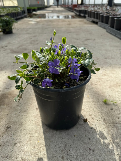 Periwinkle 'Ralph Shugert' (Vinca Minor) - 1 Gallon