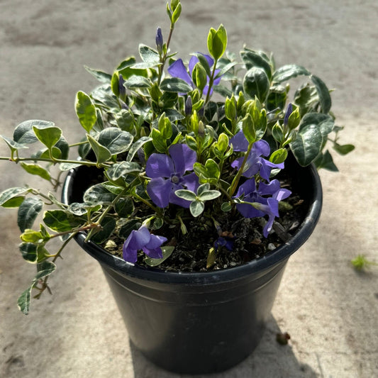 Periwinkle 'Ralph Shugert' (Vinca Minor) - 1 Gallon