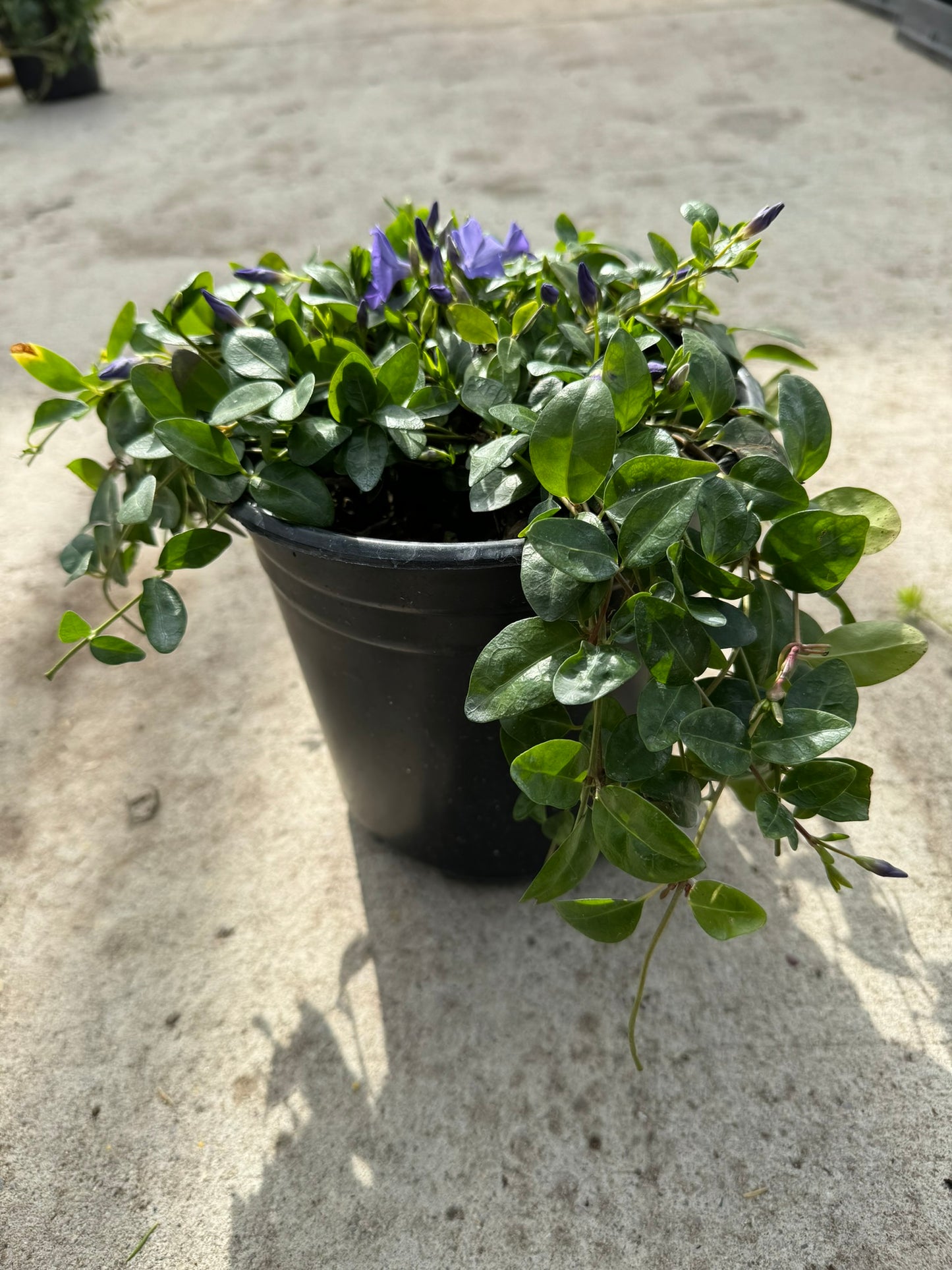 Periwinkle 'Bowles Variety' (Vinca Minor) - 1 Gallon