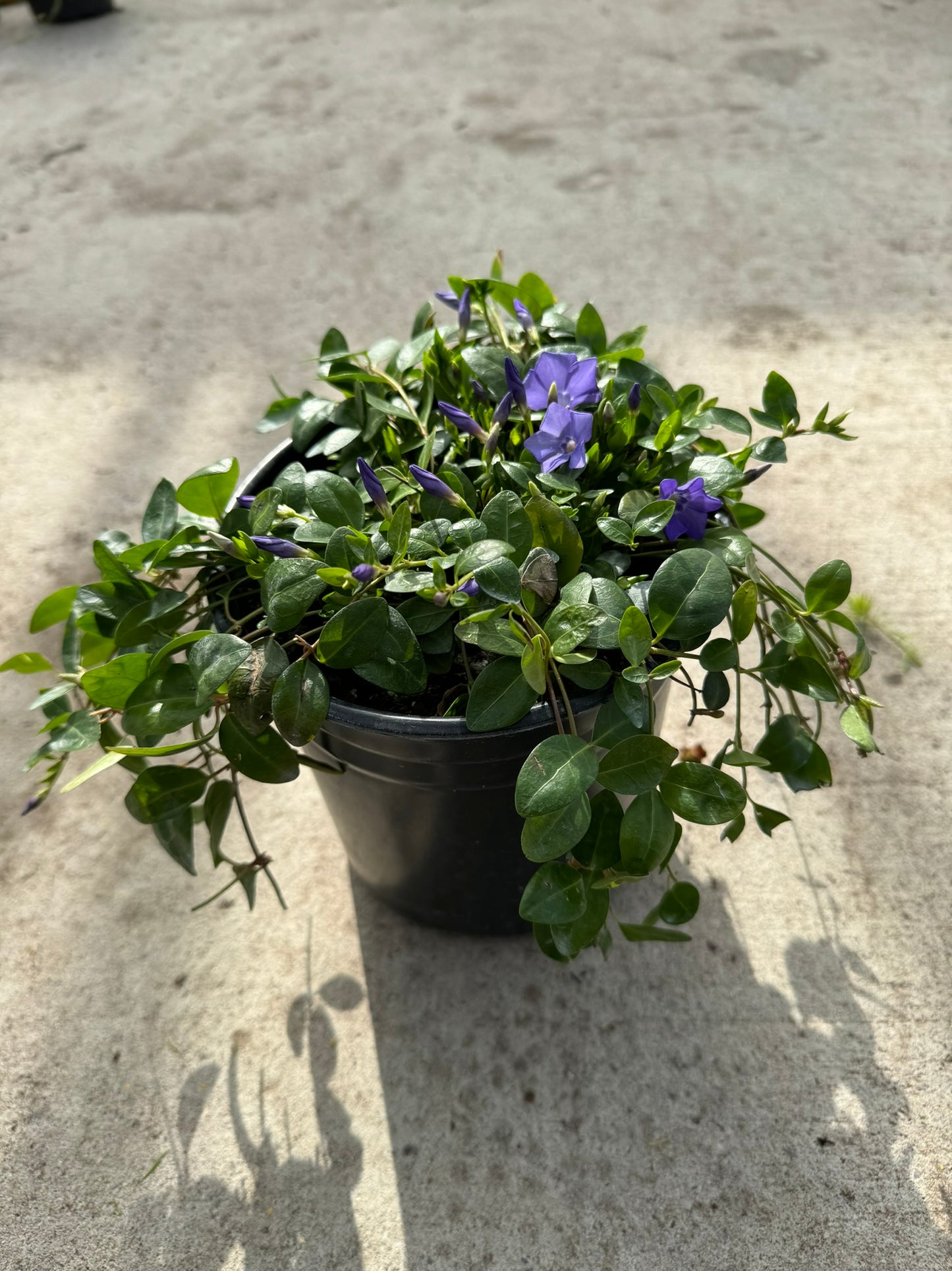 Periwinkle 'Bowles Variety' (Vinca Minor) - 1 Gallon