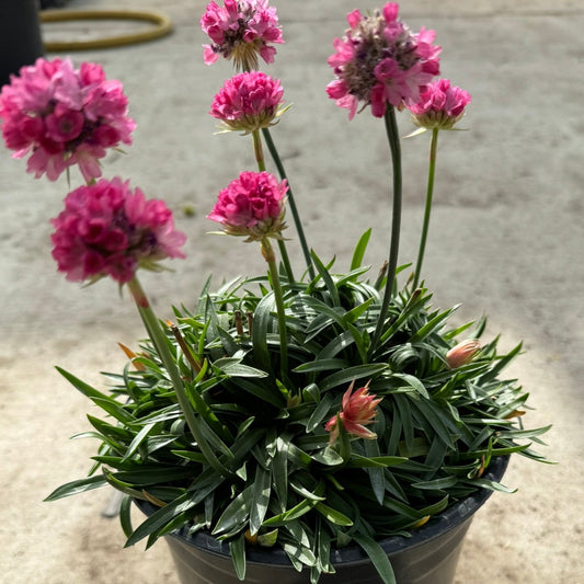 Thrift 'Dreamland' (Armeria) - 1 Gallon