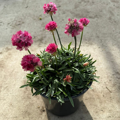 Thrift 'Dreamland' (Armeria) - 1 Gallon