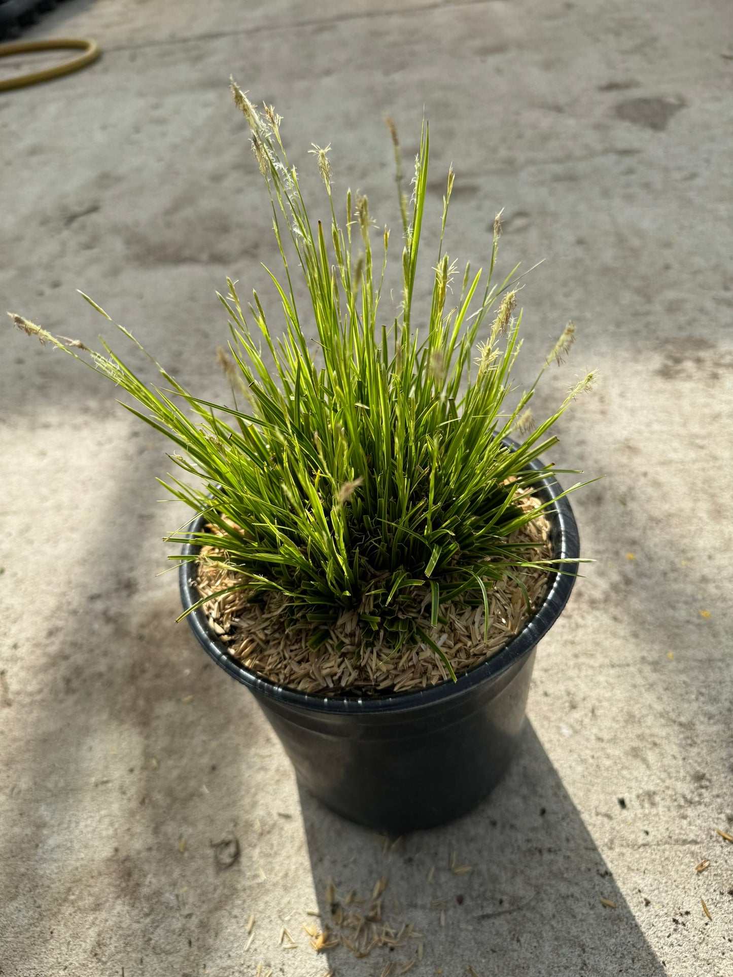 Sedge Grass 'Golden Fountain' (Carex) - 1 Gallon