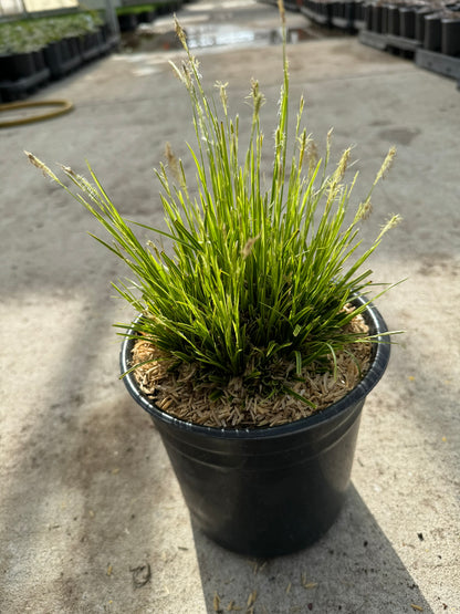 Sedge Grass 'Golden Fountain' (Carex) - 1 Gallon