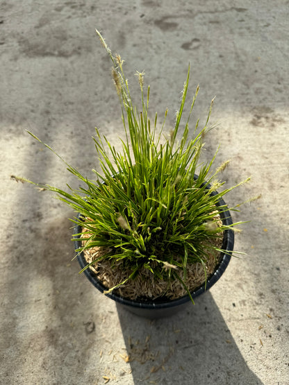 Sedge Grass 'Golden Fountain' (Carex) - 1 Gallon