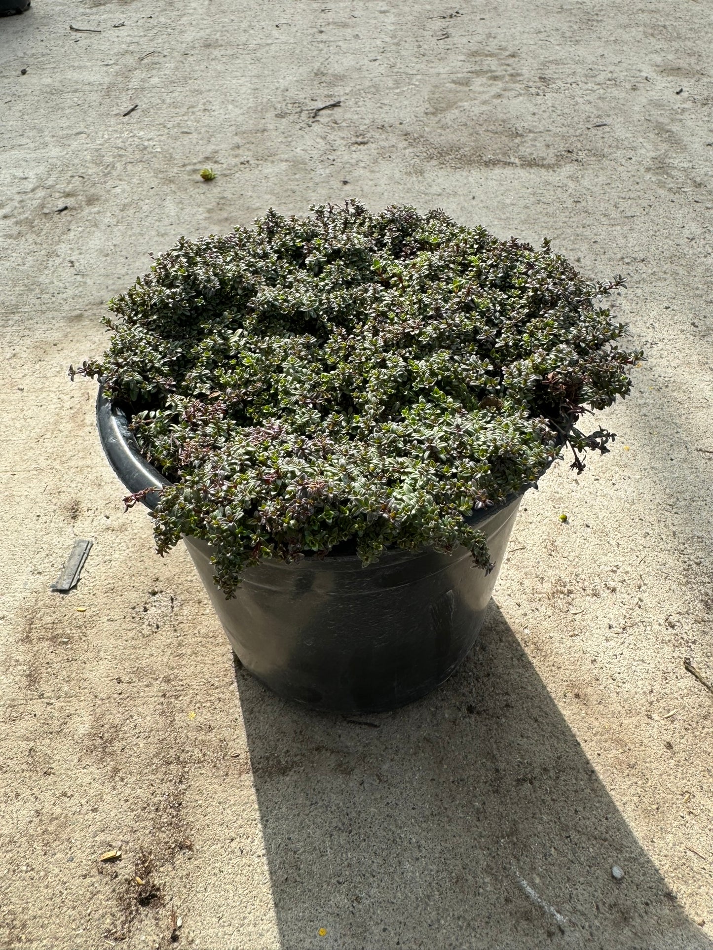 Thyme (Thymus Praecox) - 1 Gallon