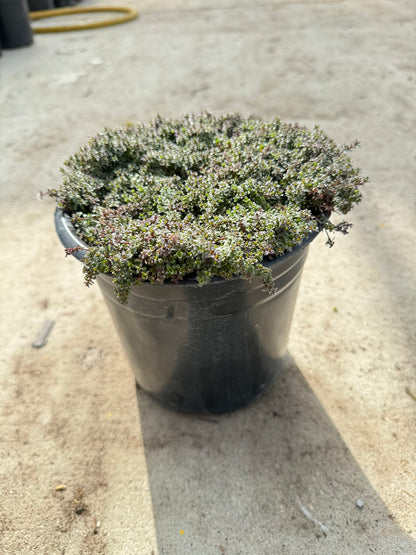 Thyme (Thymus Praecox) - 1 Gallon