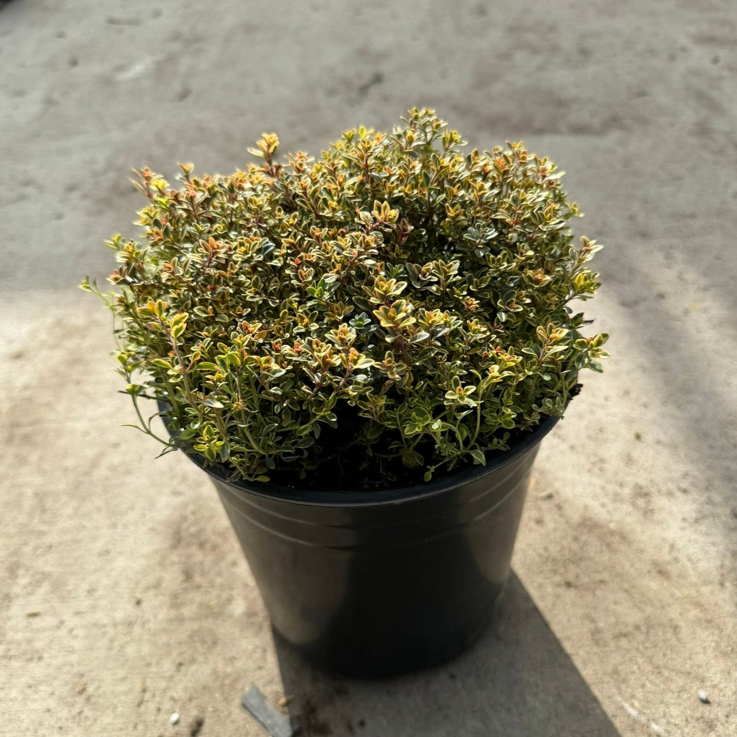 Thyme 'Golden Lemon' (Thymus) - 1 Gallon