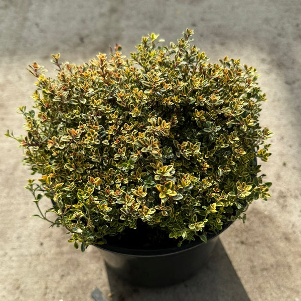 Thyme 'Golden Lemon' (Thymus) - 1 Gallon