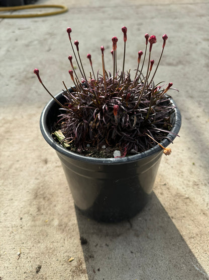 Thrift 'Rubrifolia' (Armeria) - 1 Gallon