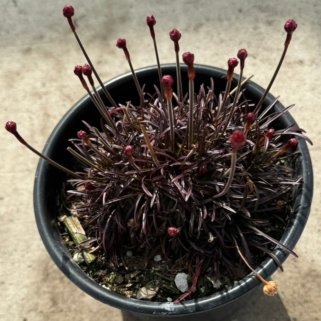 Thrift 'Rubrifolia' (Armeria) - 1 Gallon