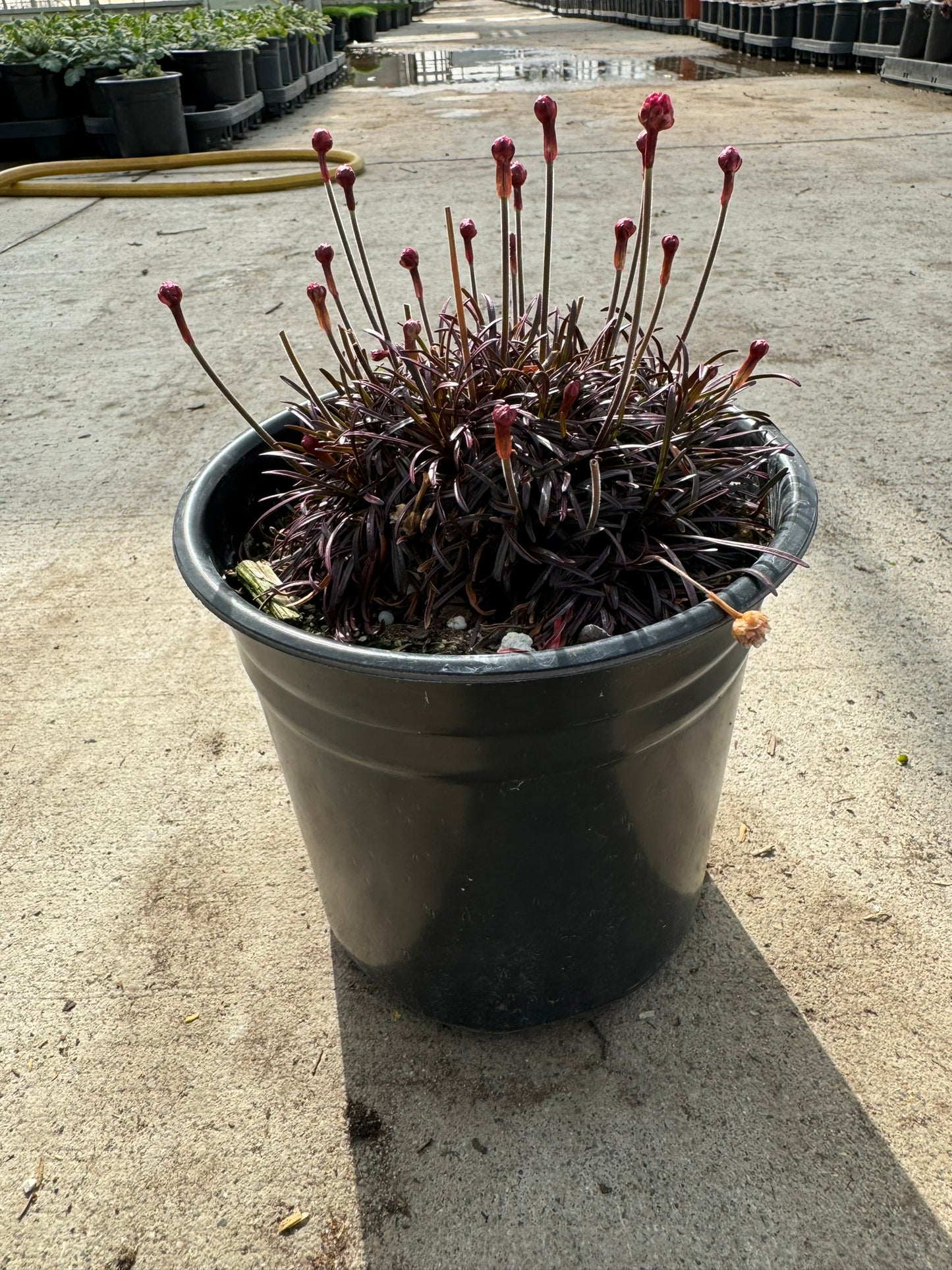 Thrift 'Rubrifolia' (Armeria) - 1 Gallon