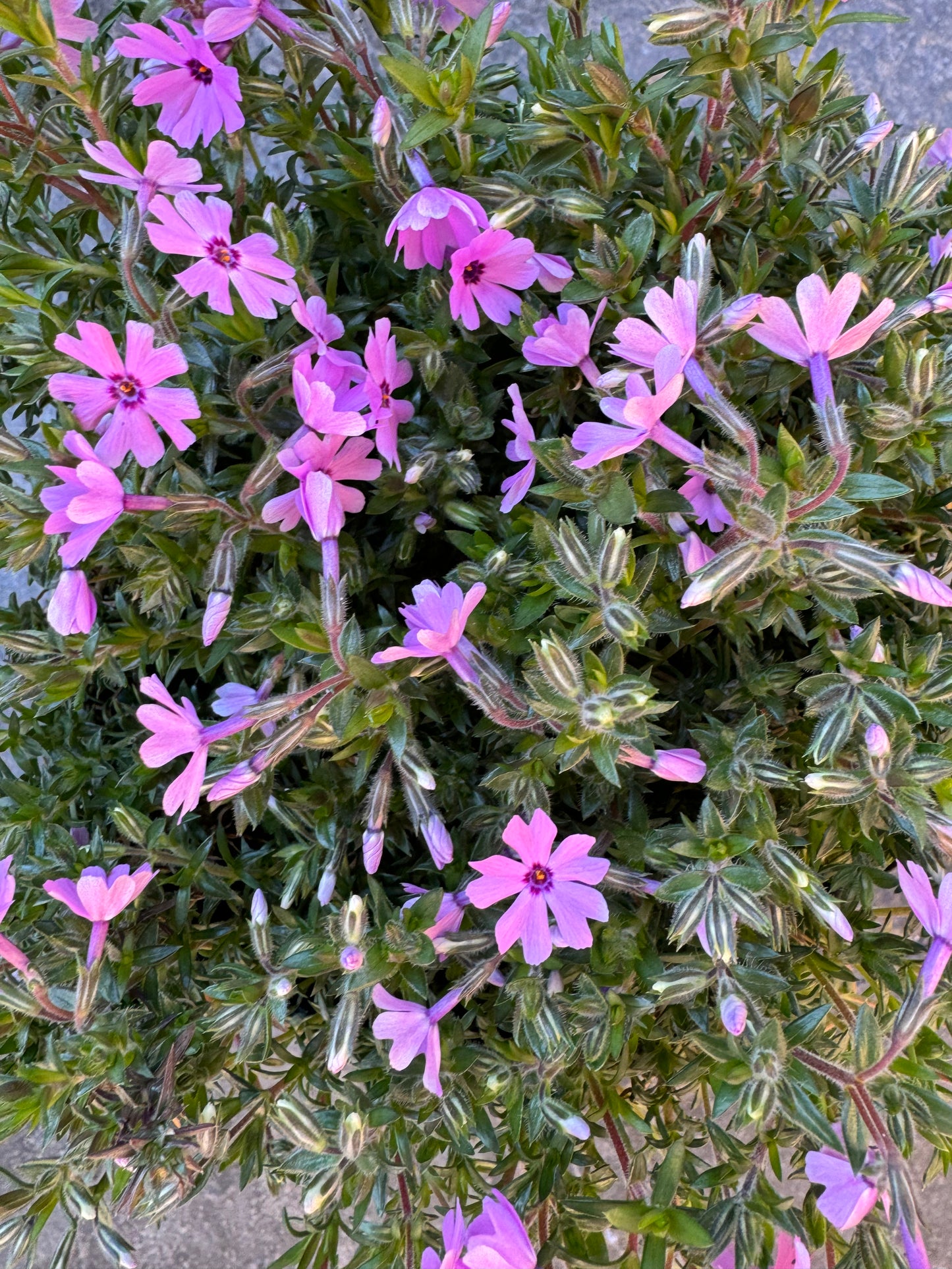 Creeping Phlox 'Moss Phlox' (Phlox subulata) - 1 Gallon