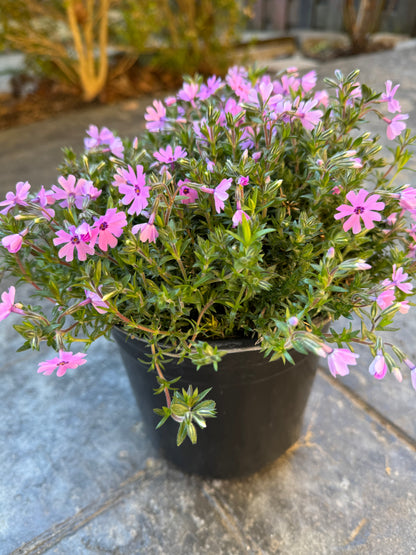 Creeping Phlox 'Moss Phlox' (Phlox subulata) - 1 Gallon