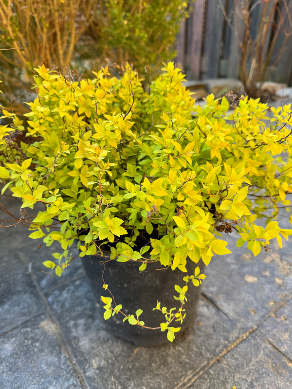 Spirea 'Goldmound'