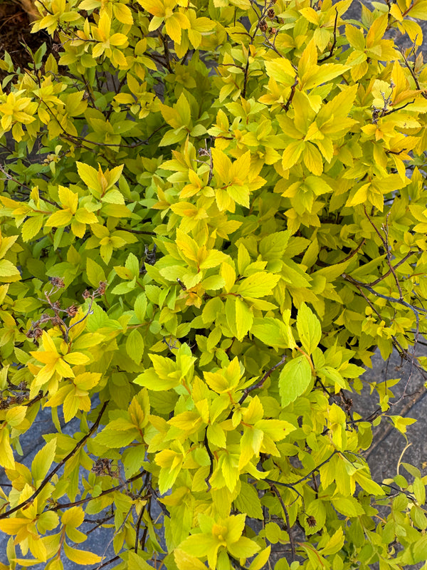 Spirea 'Goldmound'