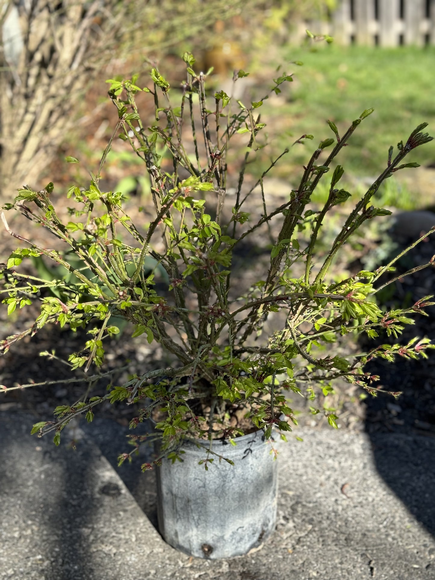 Burning Bush (Euonymus alatas 'Compactus') - 2 Gallon