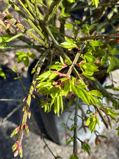 Burning Bush (Euonymus alatas 'Compactus') - 2 Gallon